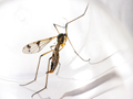 Ptychoptera lacustris